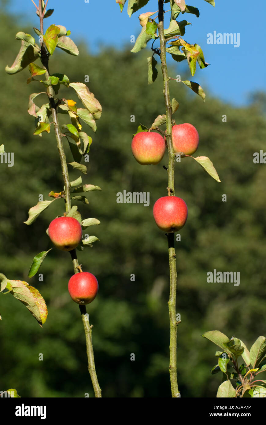 Heritage apples uk hires stock photography and images Alamy