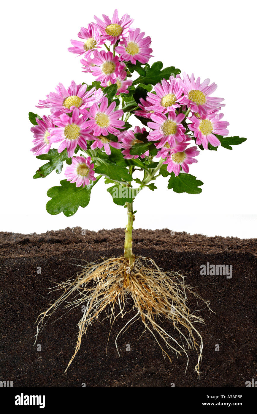Flowering Mum showing Fibrous Root System Stock Photo
