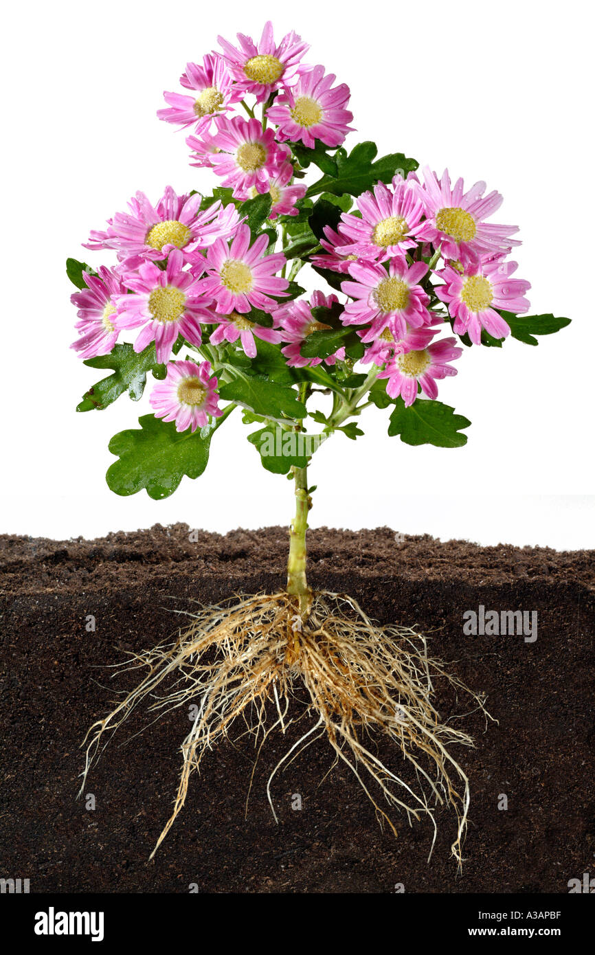 Flower Plant With Roots | Mega Wallpapers