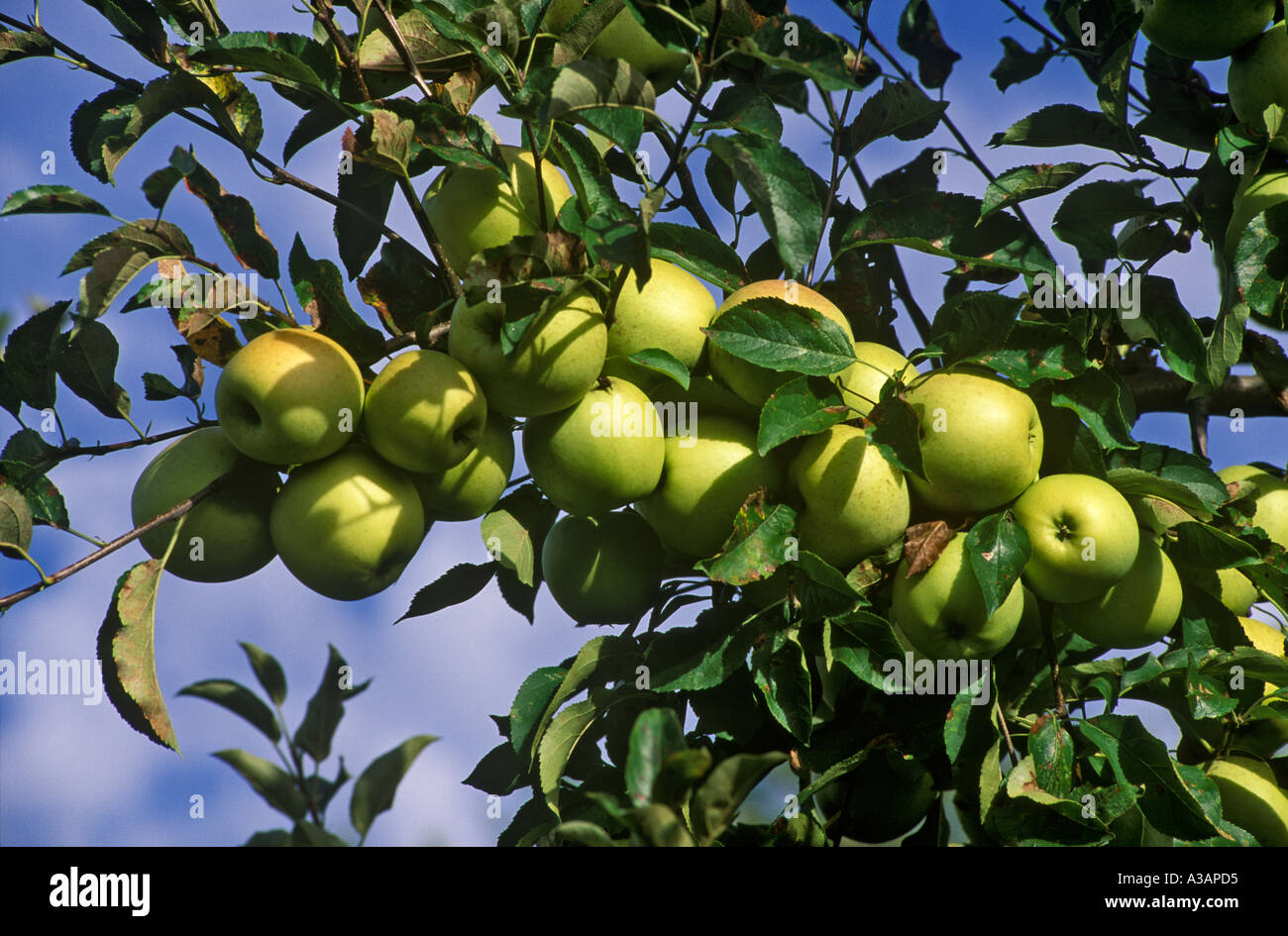 Golden Delicious Apples on the Tree Stock Photo