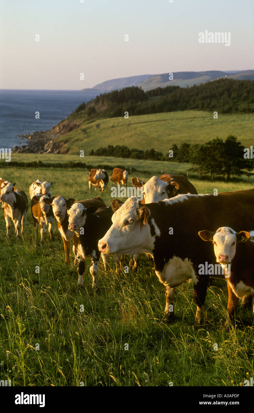 Herfords West Mabou Nova Scotia Canada Stock Photo