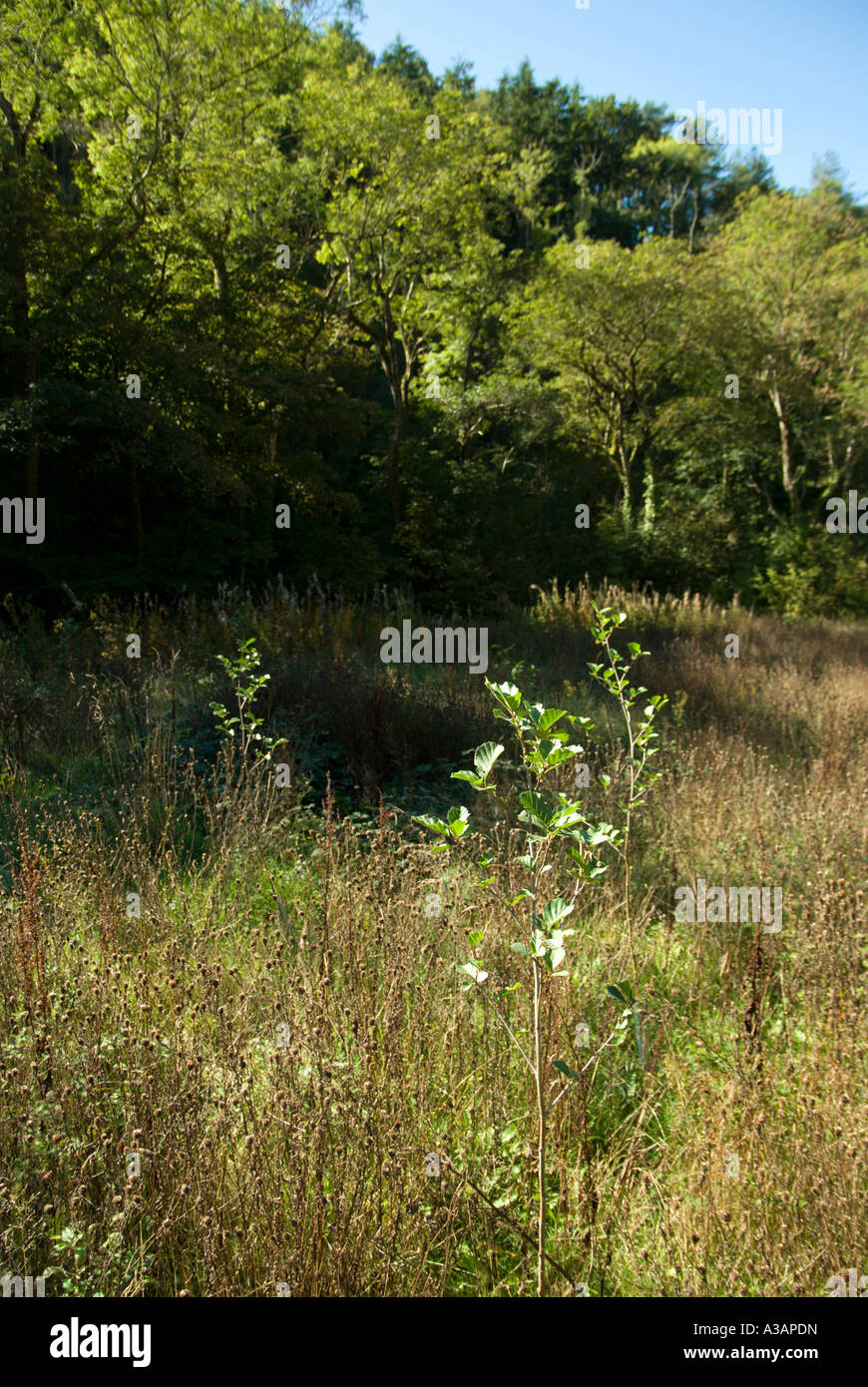 Expansion of wet woodland habitat -  planting of Alder, Alnus glutinosa in a field, Wales, UK Stock Photo