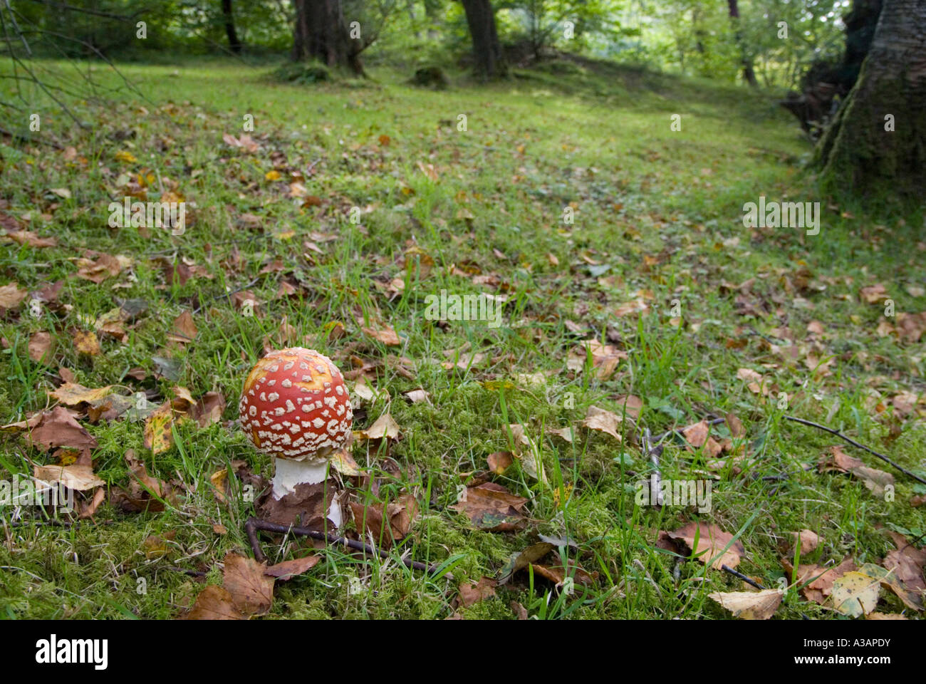 Fly Agaric Amanita muscaria in open woodland near Betws y Coed Gwynedd, Wales, Wales,  UK. Stock Photo