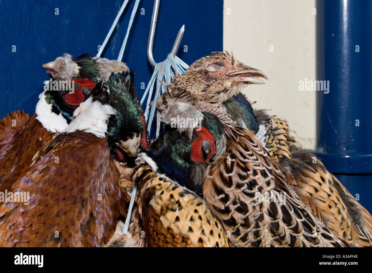 Pheasants hanging at a butcher s shop in Aberystwyth, Wales, UK Christmas 2006 Stock Photo