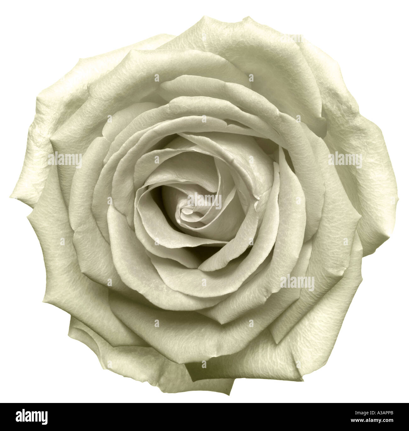 Rose o ground hi-res stock photography and images - Alamy