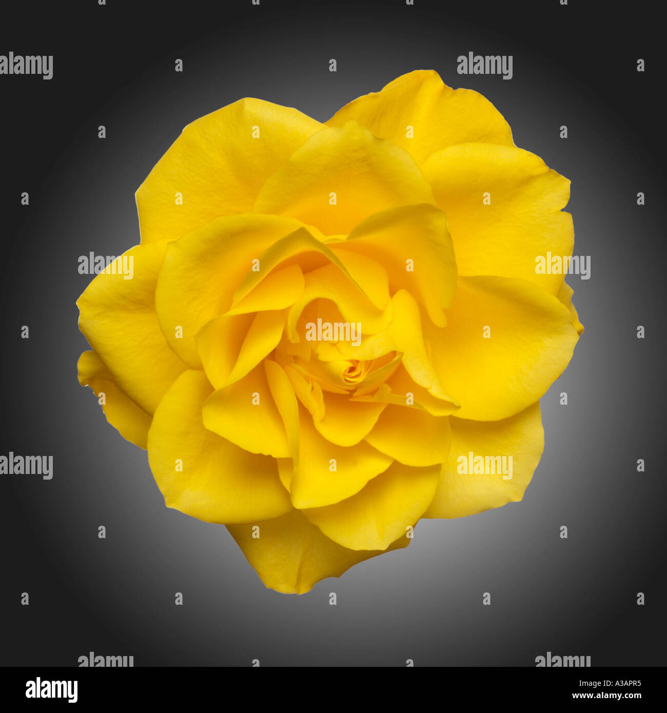 Petal Texture Beauty Cut Out Stock Images Pictures Alamy petal-texture-beauty-cut-out-stock-images-pictures-alamy