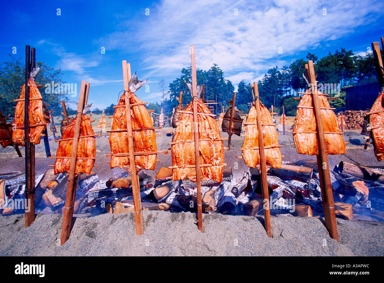 Wild Salmon Bake / Barbecue Traditional Native Indian Style cooking