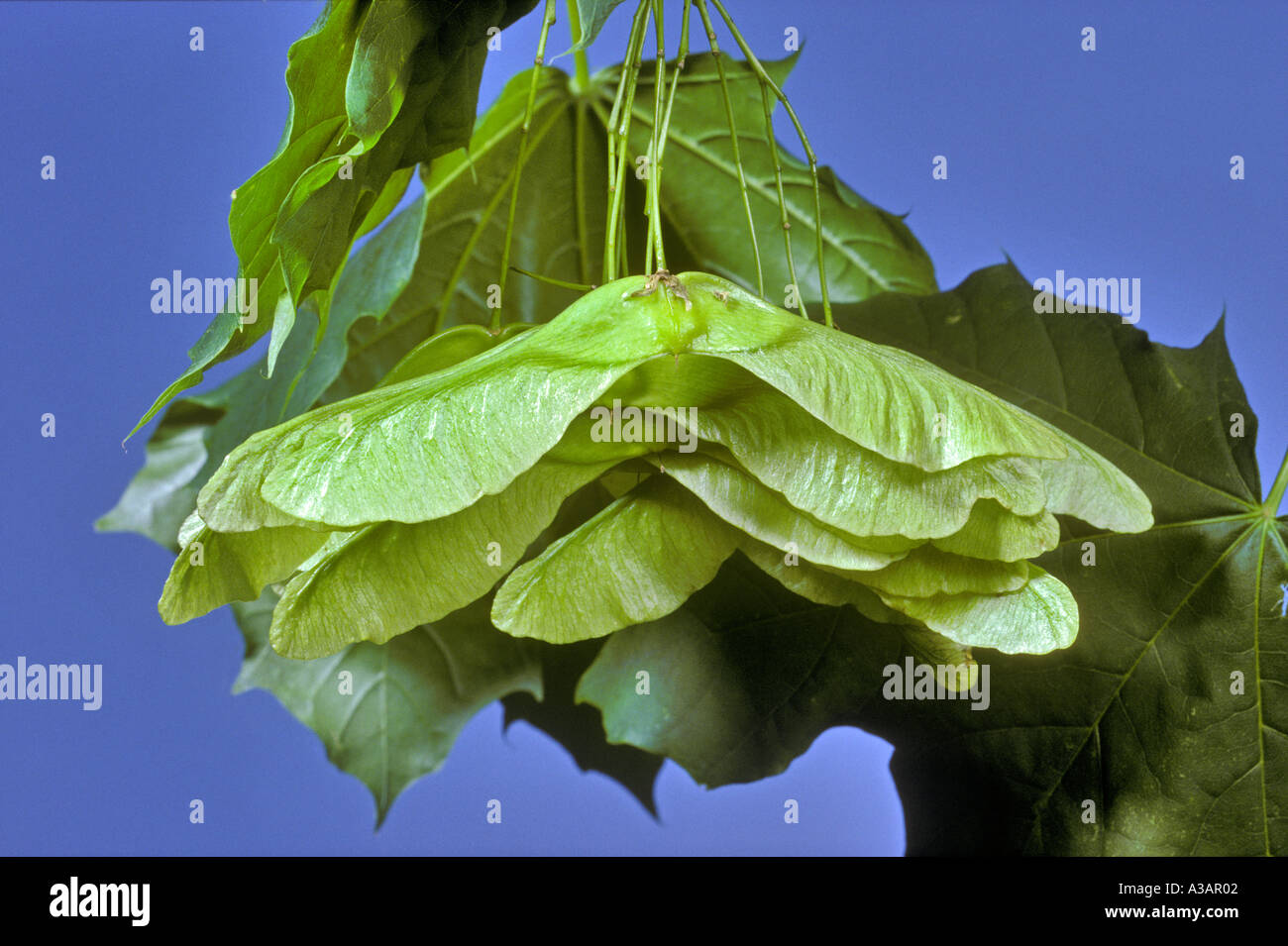 Winged Norway Maple Seeds, Acer platanoides Stock Photo