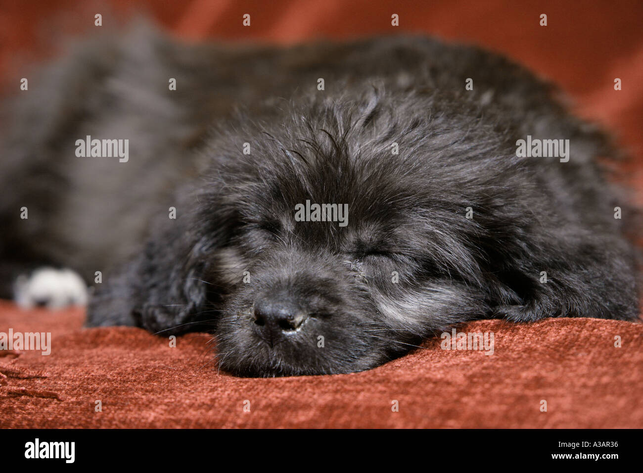 Sleeping Labradoodle puppy Stock Photo