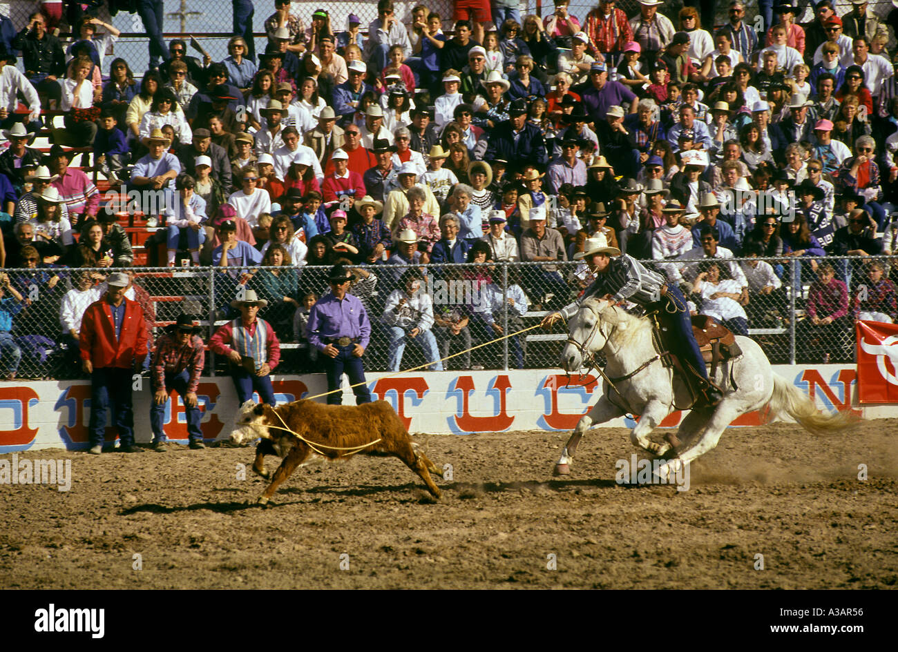 Calf Roping Contest Tucson Rodeo AZ Stock Photo