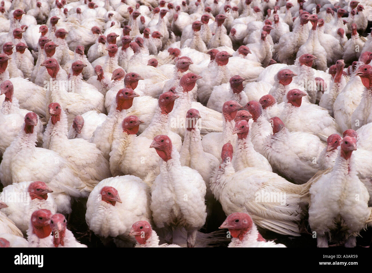 Turkey Farm West Virginia Stock Photo Alamy