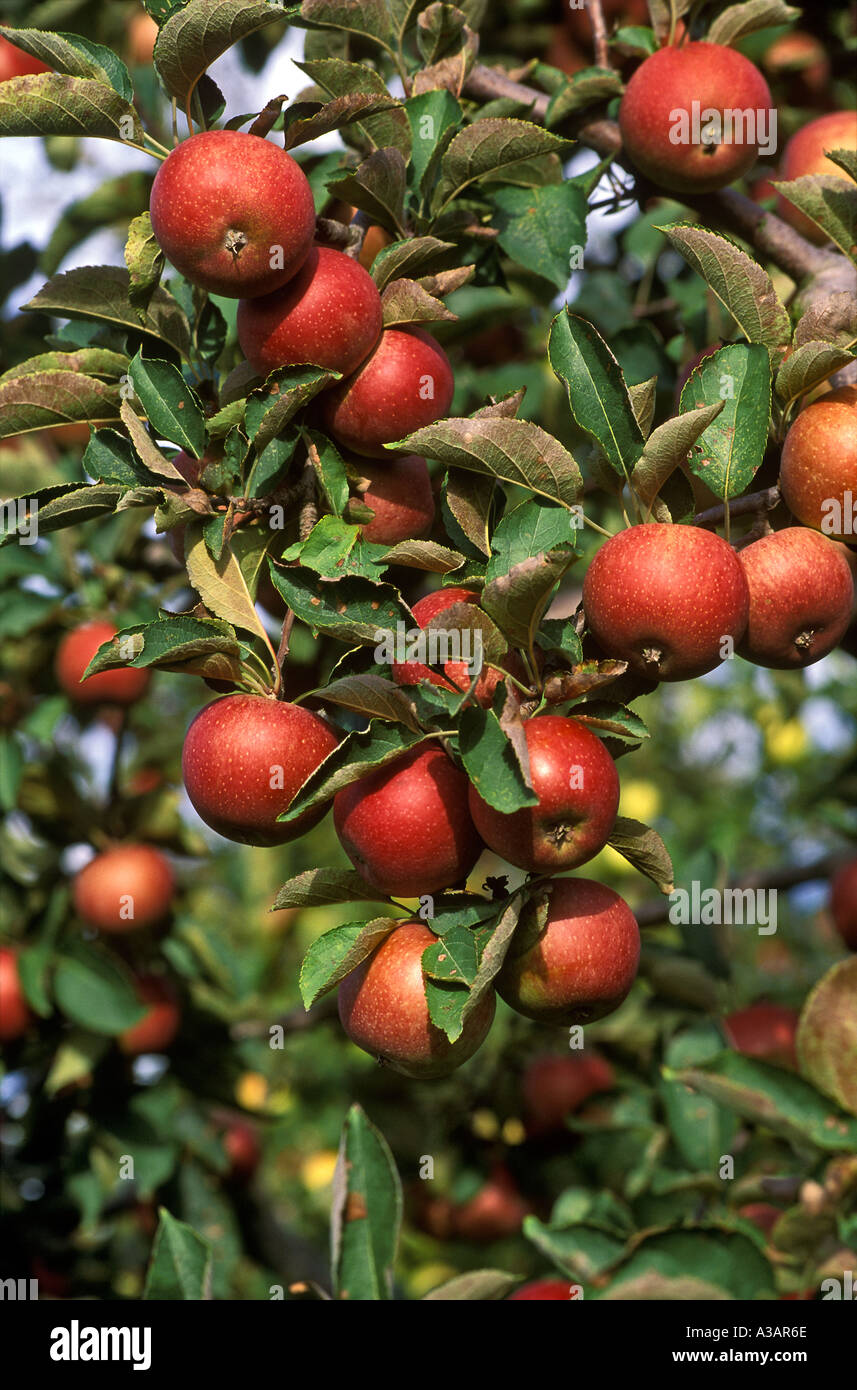 Winesap apple hires stock photography and images Alamy