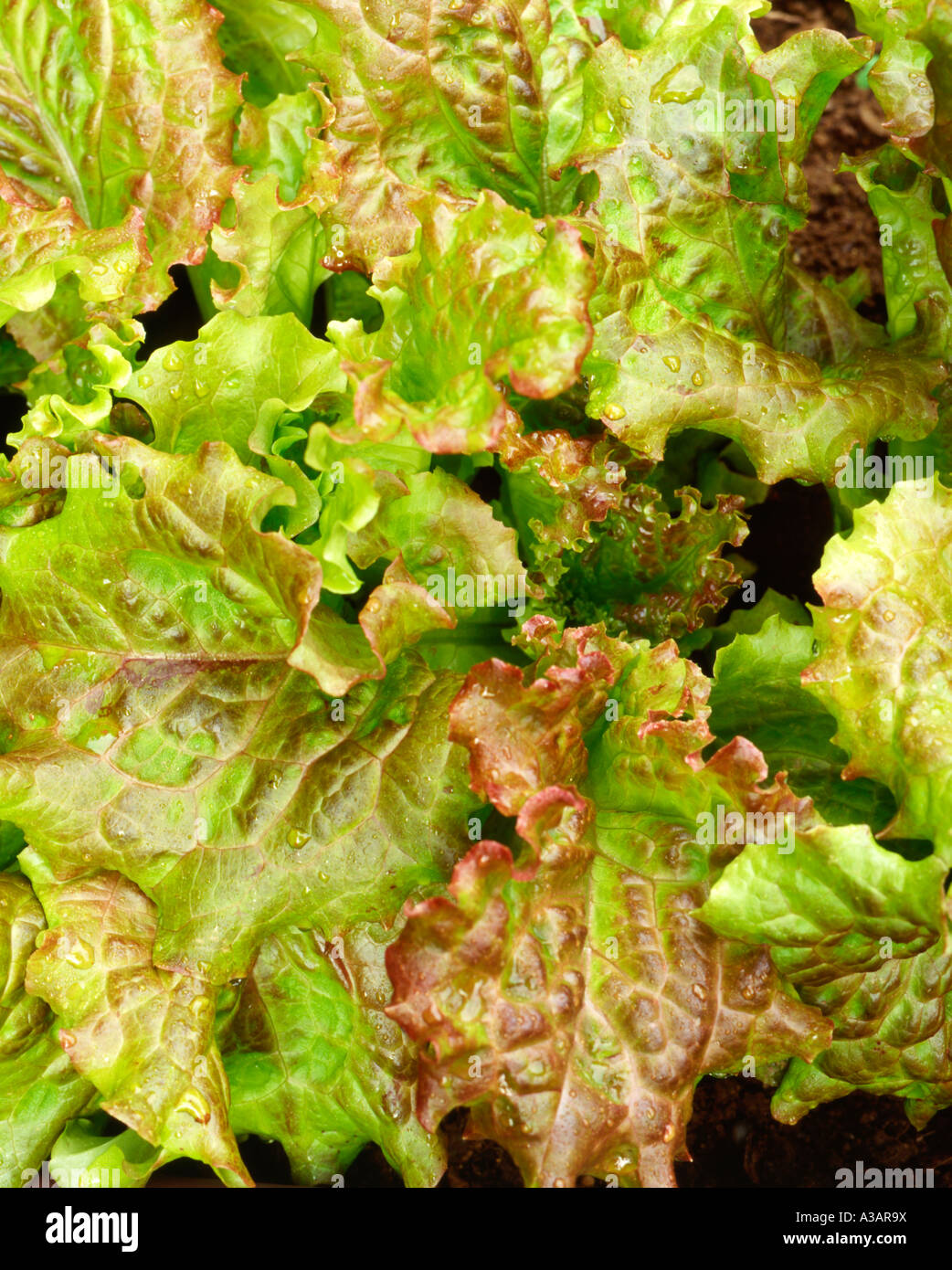 Lettuce Plant, Asteraceae family, Closeup of leaves ready for harvest for salad Stock Photo
