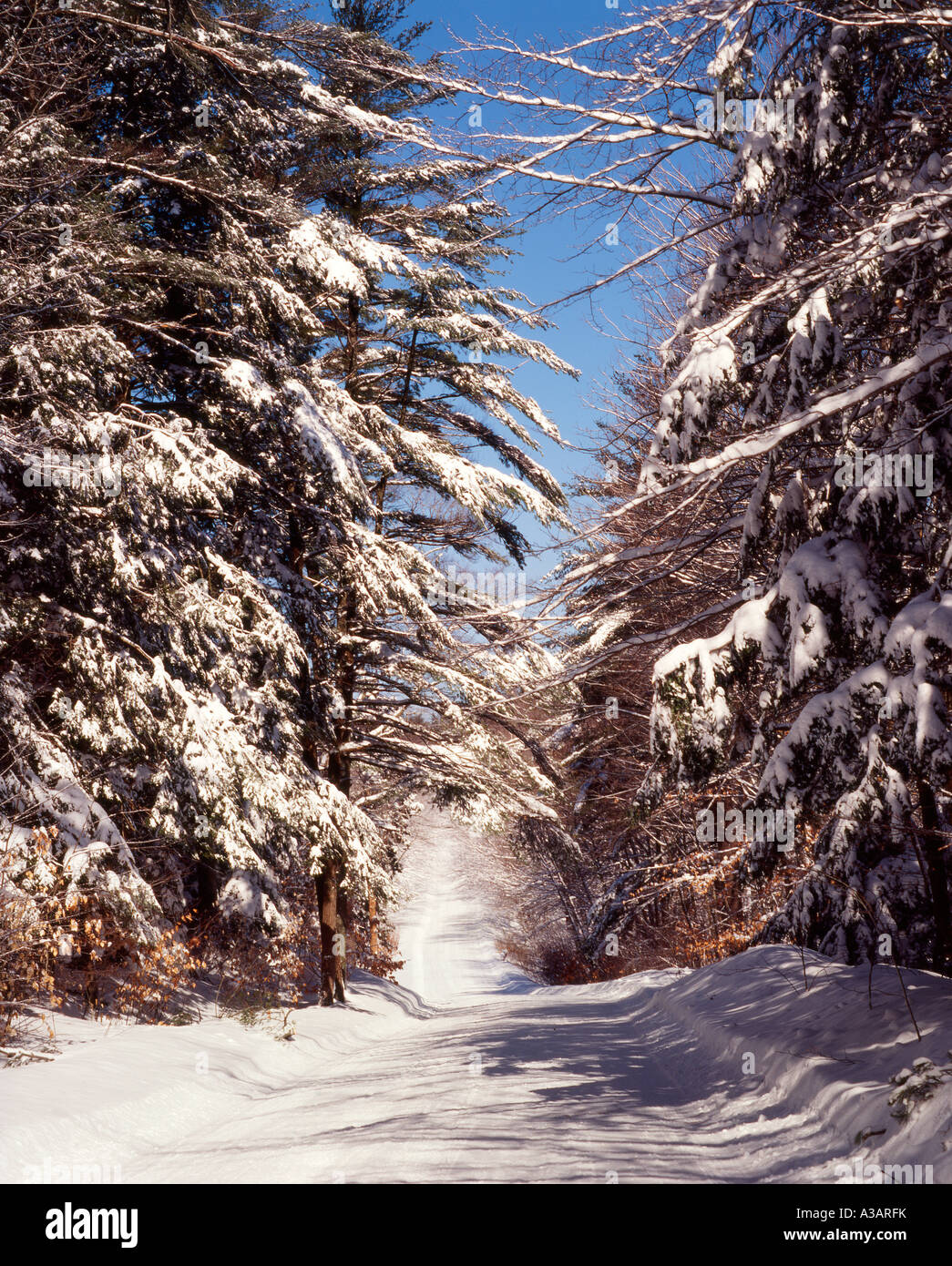 New england tree in winter hi-res stock photography and images - Alamy