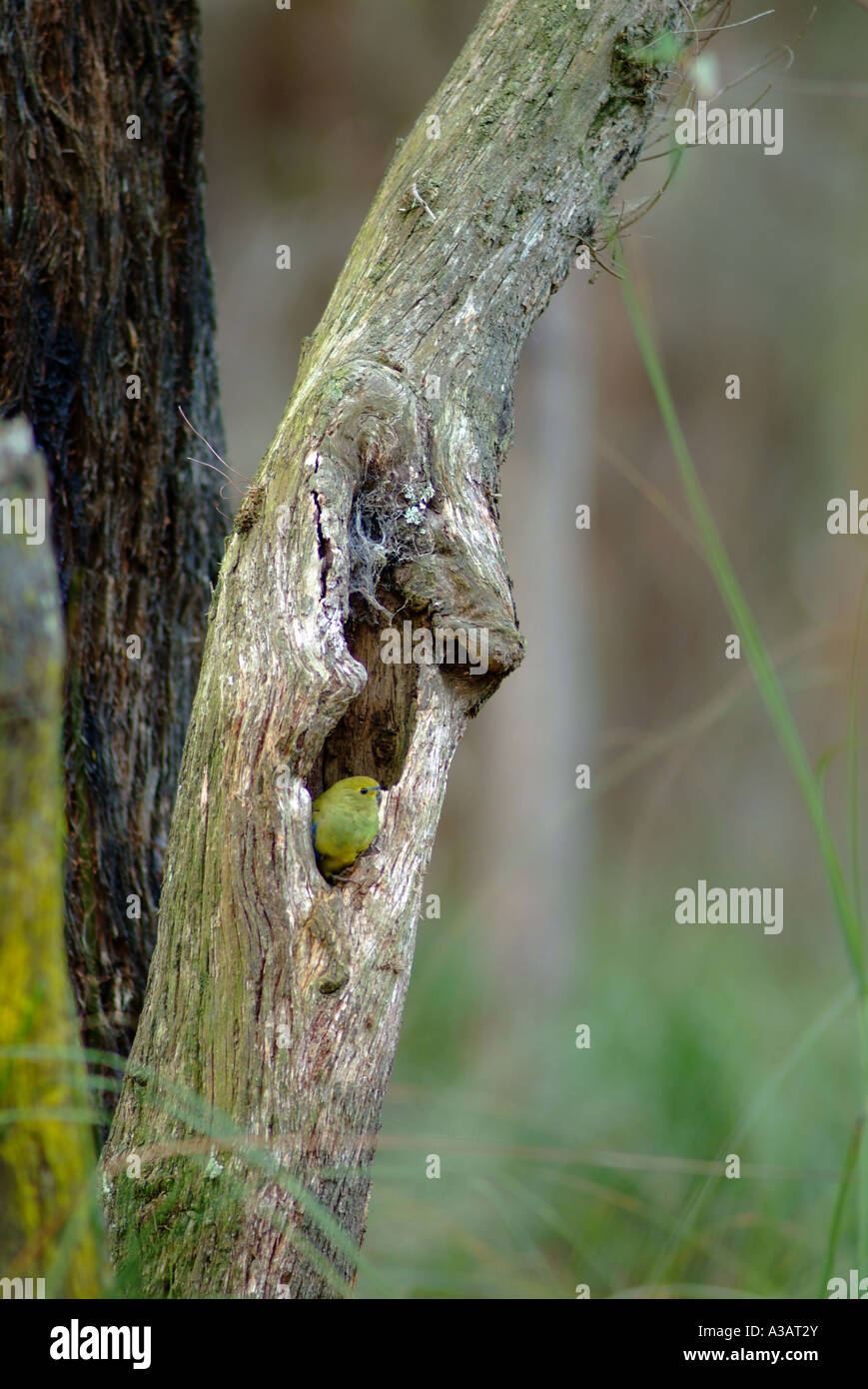 Blue Winged Parrot (Neophema chrysostoma) nesting in hollow tree Stock