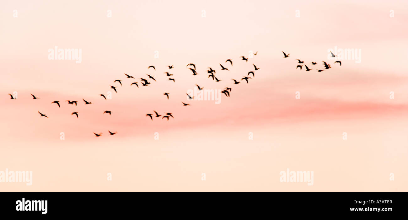 White-fronted geese Anser albifrons flock flying against early morning sky holkham norfolk Stock Photo
