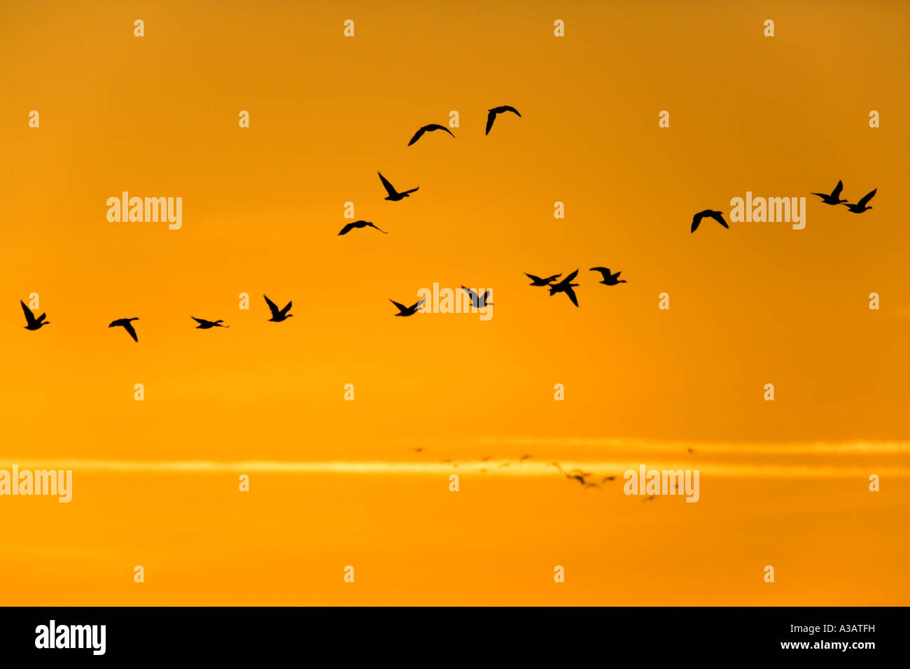 White-fronted geese Anser albifrons flying against early morning sky holkham norfolk Stock Photo