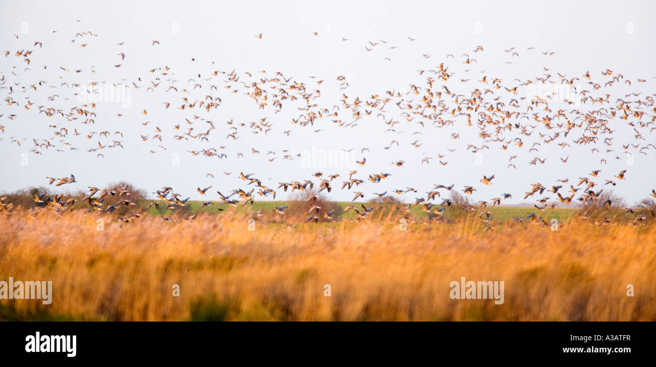 White-fronted geese Anser albifrons flock flying over reed bed holkham norfolk early morning december Stock Photo