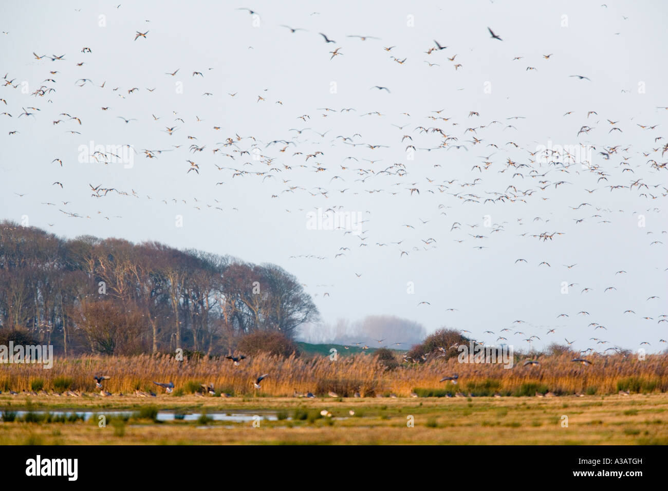 White-fronted geese Anser albifrons leaving roosting site early morning holkham norfolk Stock Photo