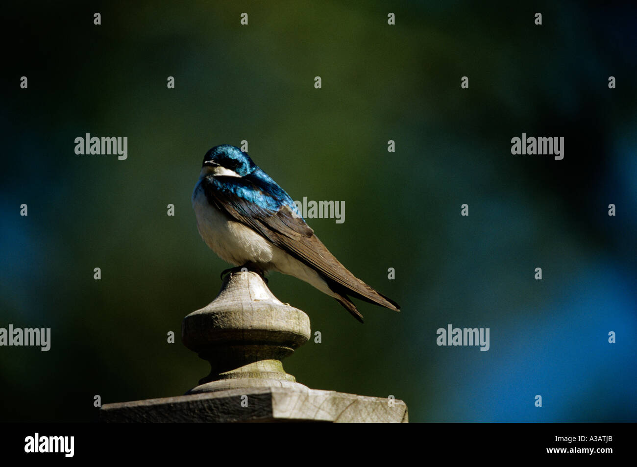 The bright blue colors of a tree swallow perched on top of a bird house feeder in a flower garden song bird Stock Photo