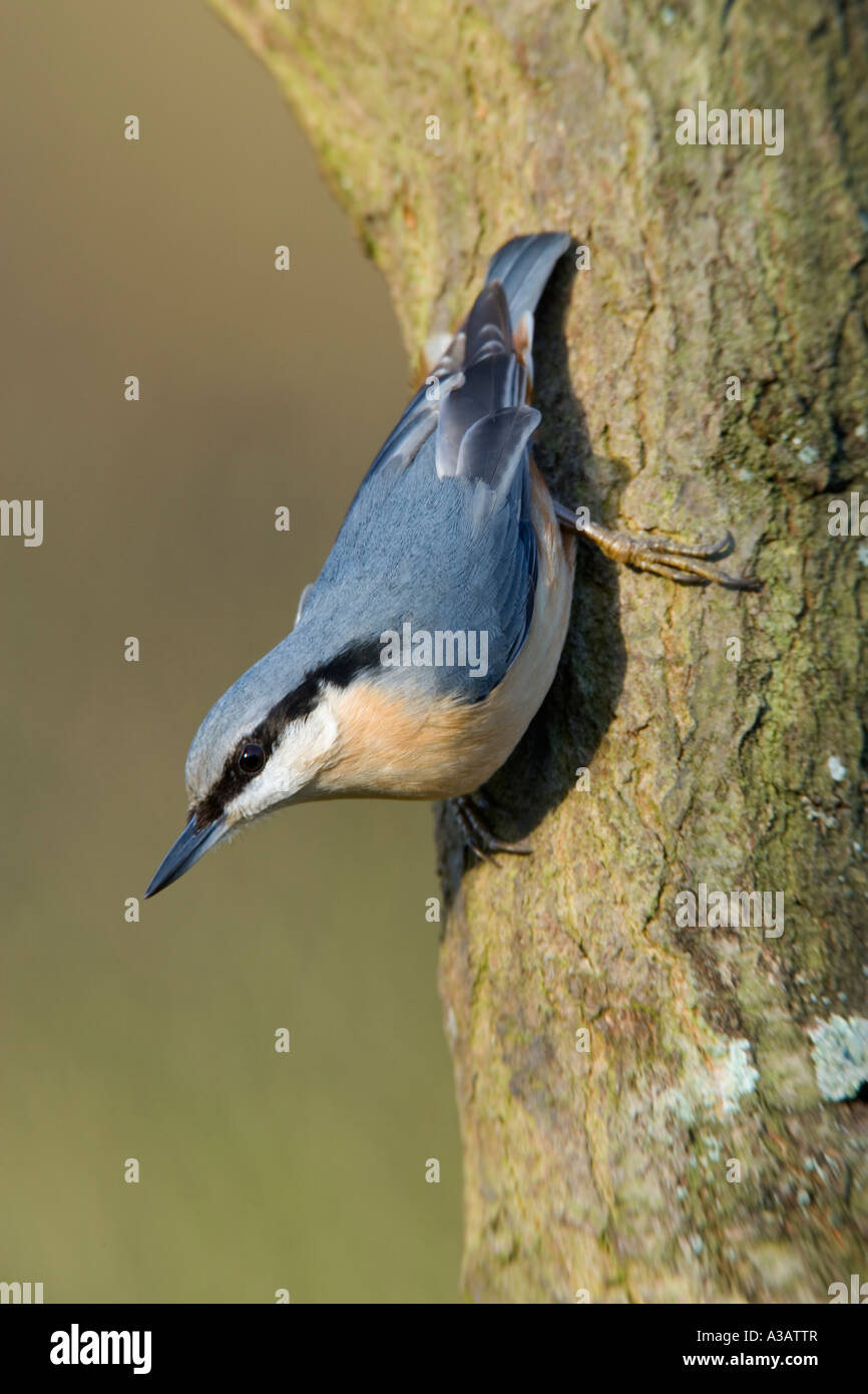 Nuthatch Sitta europaea on tree trunk looking alert with nice out of focus background salcey forest northampton Stock Photo
