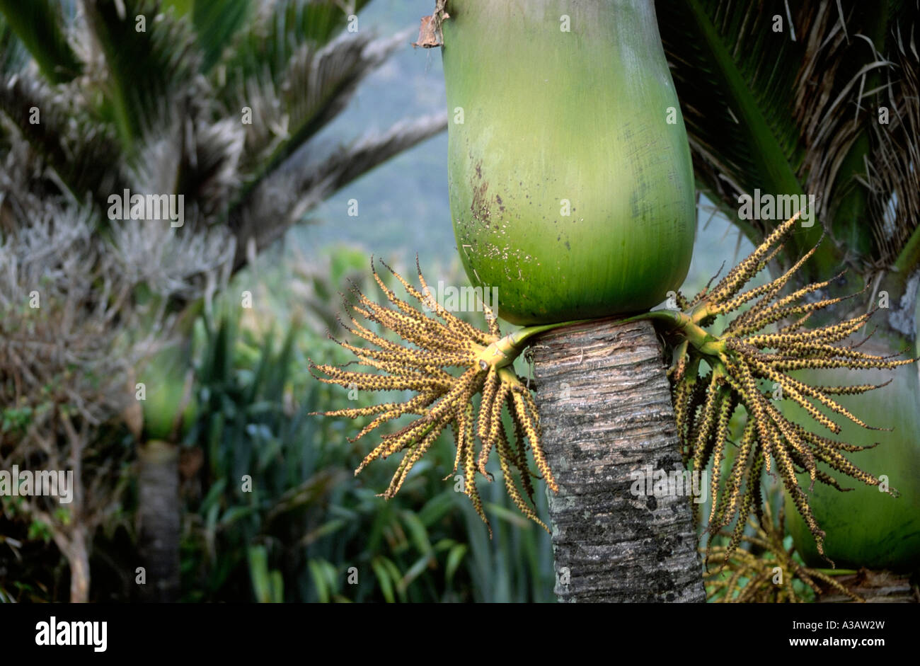 Tree nikau palm native hires stock photography and images Alamy