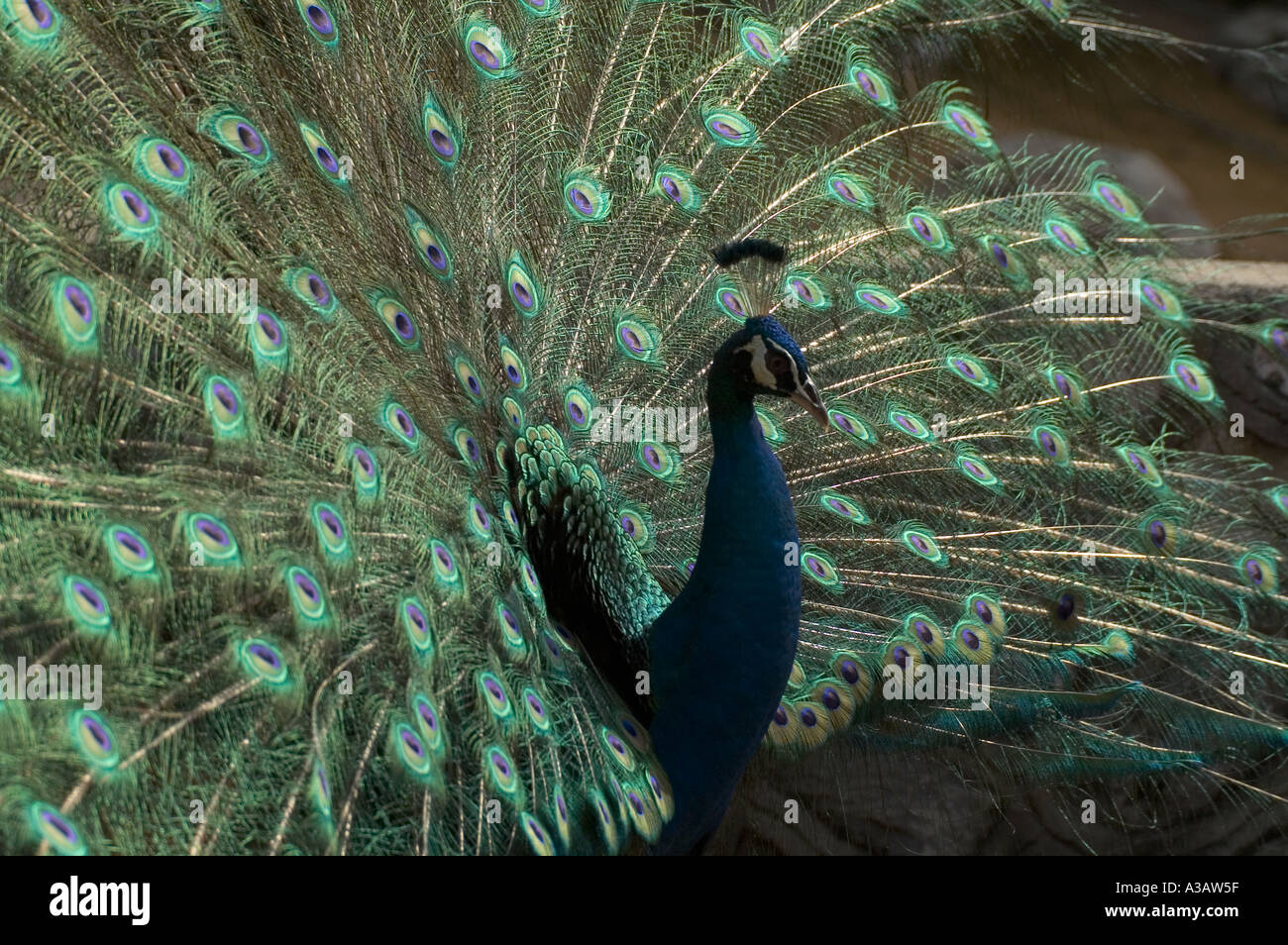 Green peafowl Pavo muticus Peacock tail display facing right Malaysia ...