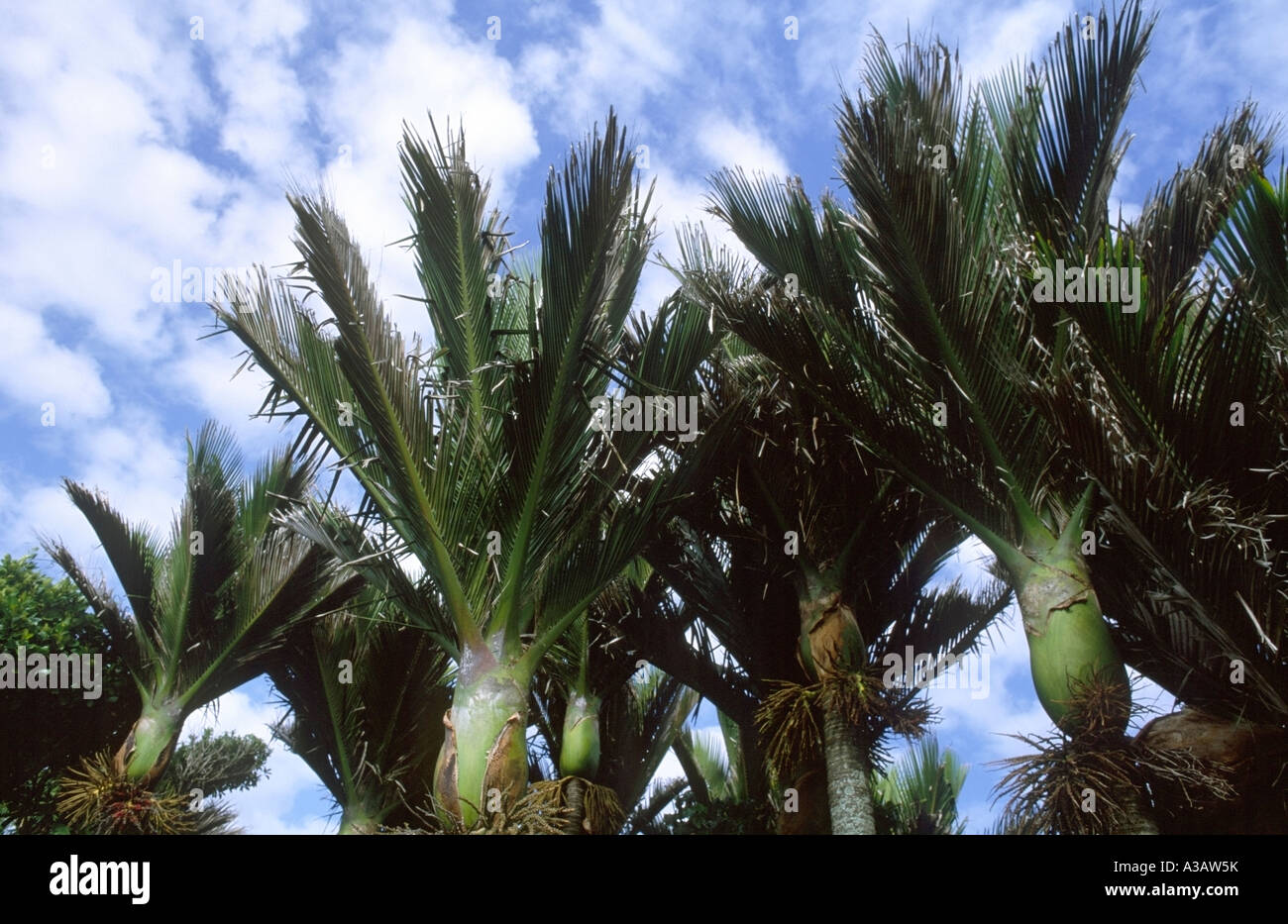 Tree nikau palm native hires stock photography and images Alamy