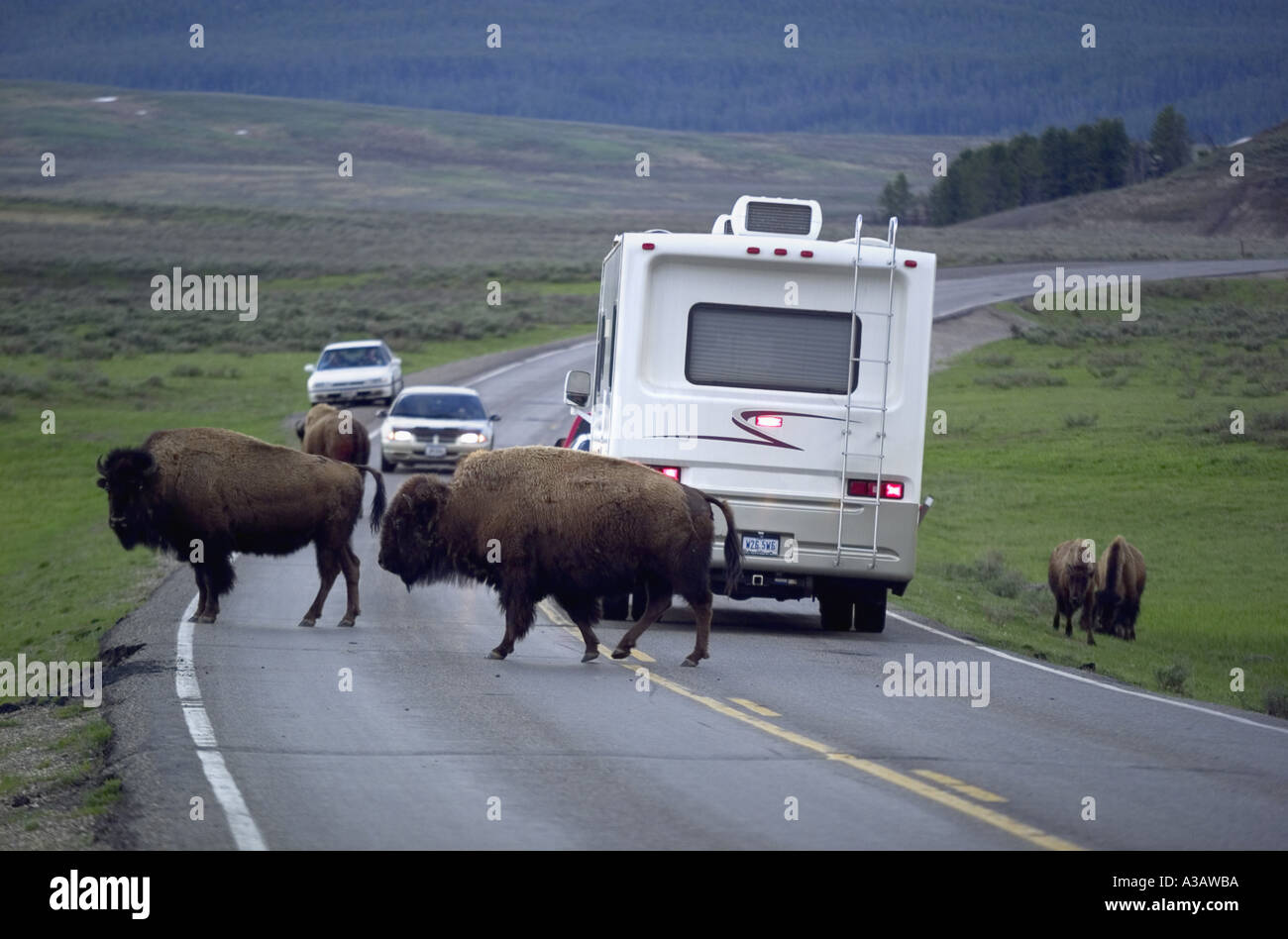 Bison walking across road next to halted RV in Yellowstone National Park Stock Photo