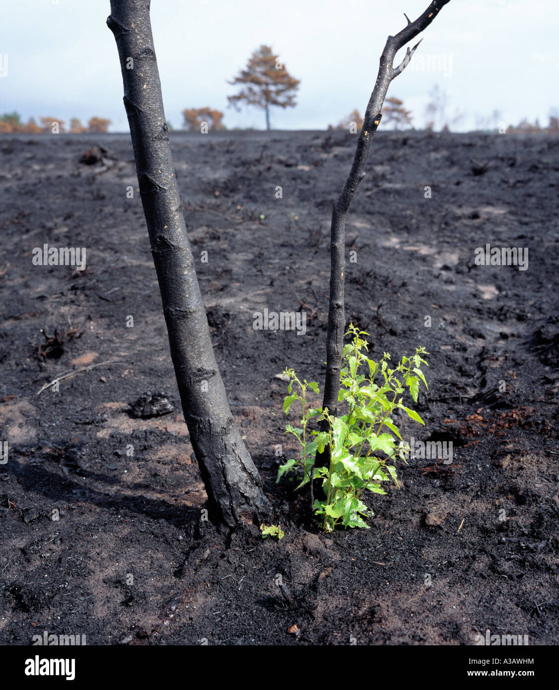 New shoots appear at base of a scorched Silver Birch tree after a heathland fire. Stock Photo