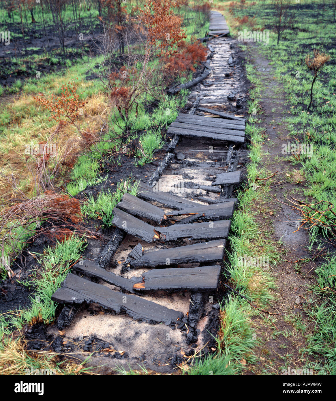 Damaged wooden walkway resulting from a fire on Thursley Common. Stock Photo