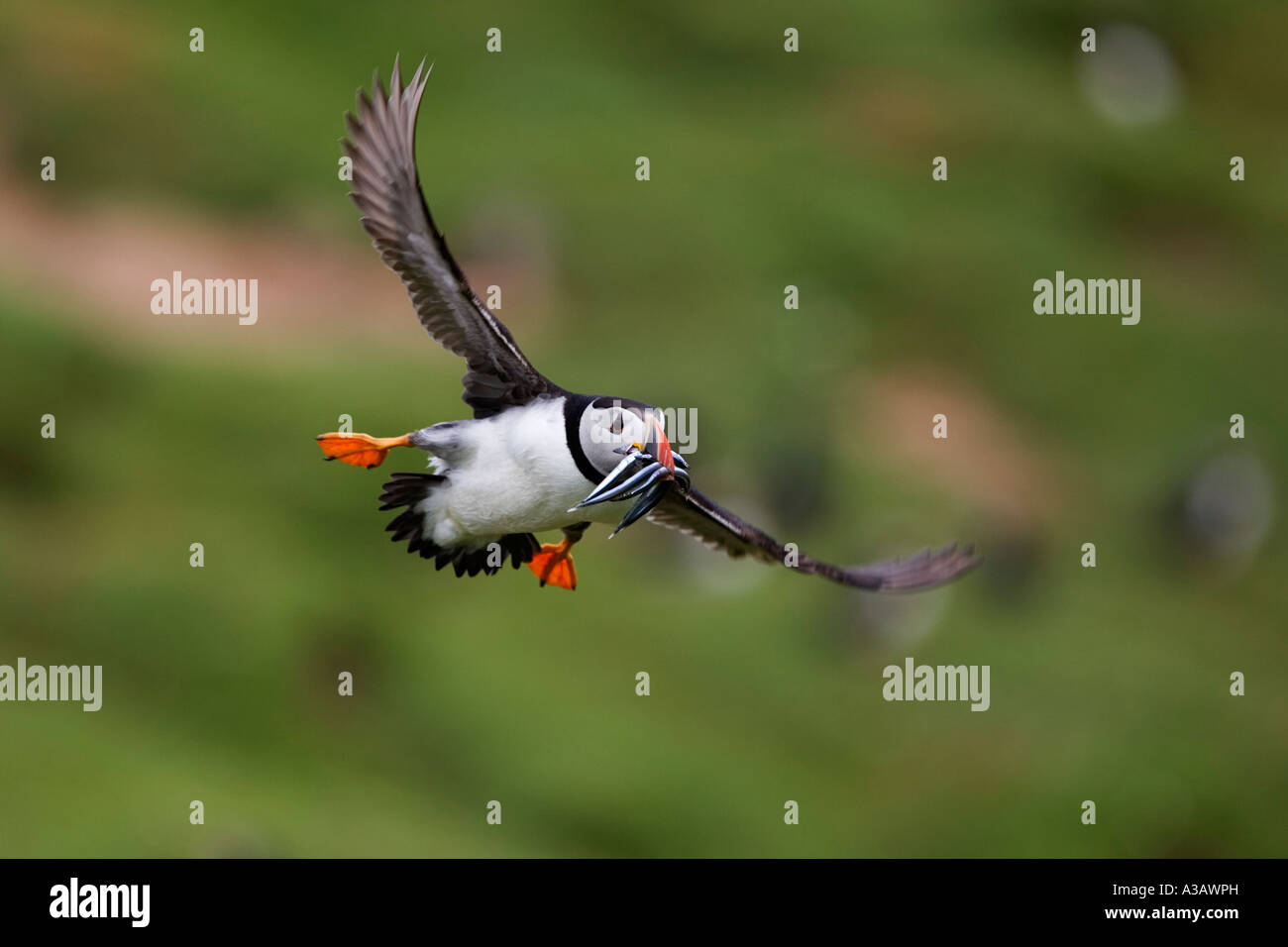 Puffin Fratercula arctica in flight with bill full of fish and nice background skokholm Stock Photo