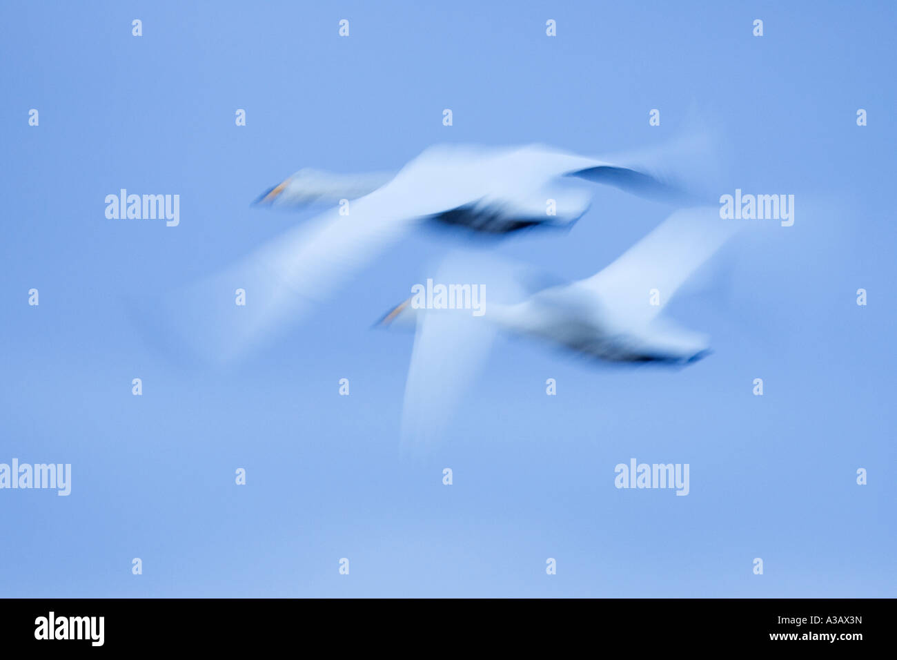 Whooper swans Cygnus cygnus in flight with early morning sky welney Stock Photo