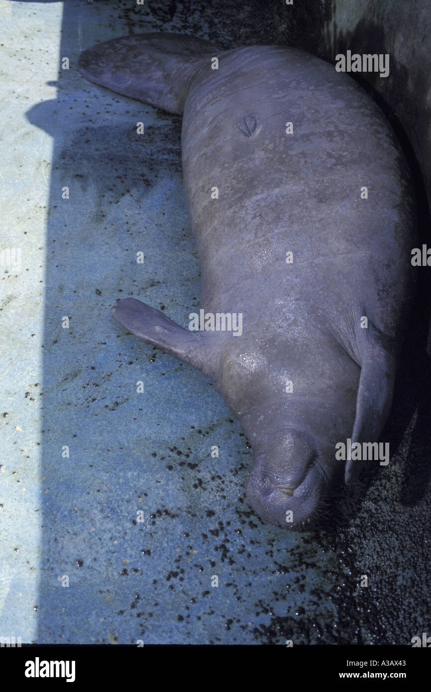 Manatee trichechus manatus Dominican Republic zoo captivity
