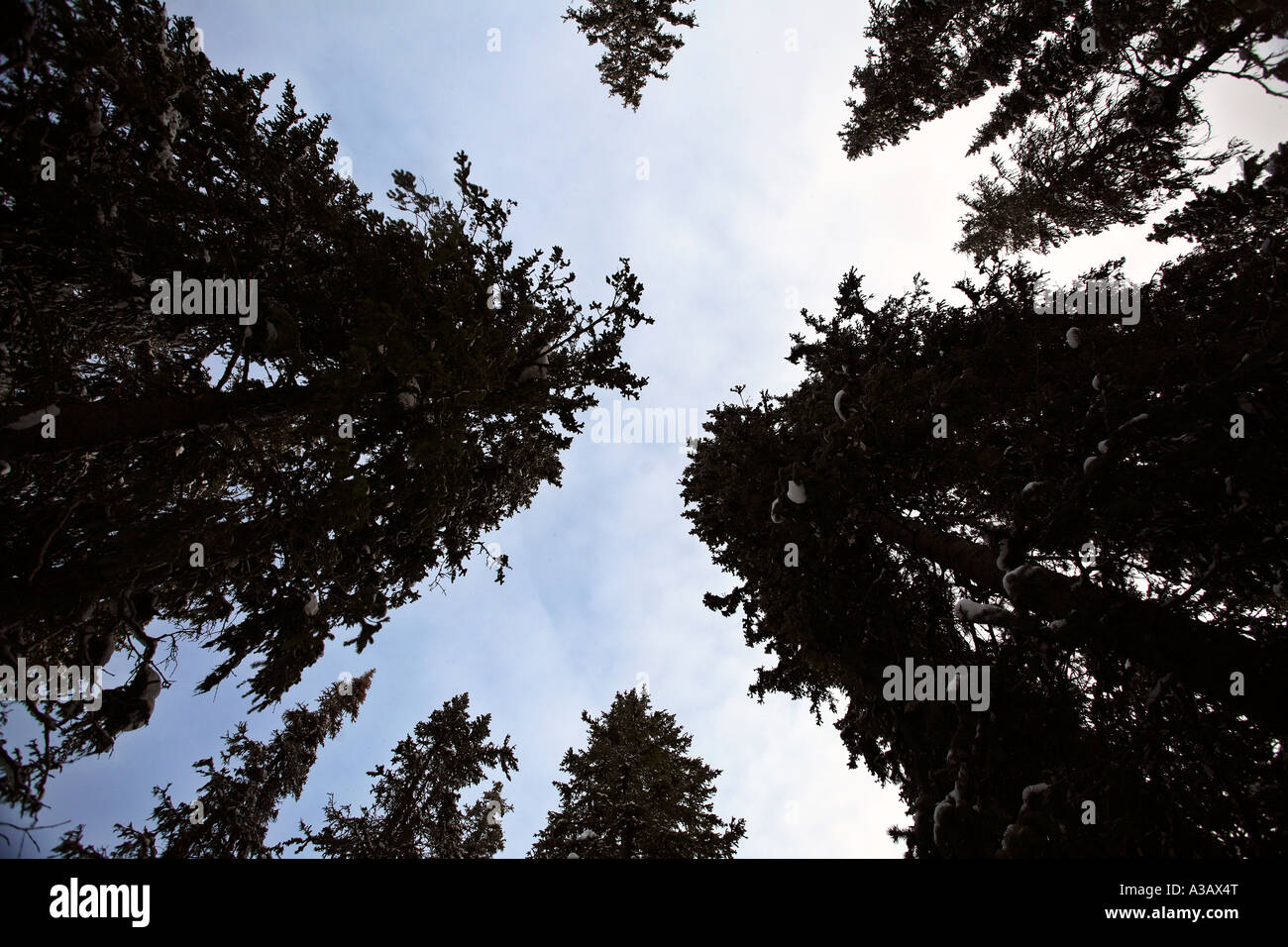 blue sky and clouds seen through pine trees Stock Photo - Alamy