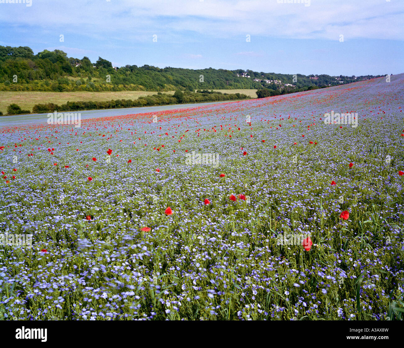 Poppies amongst a crop of flax close view. London, Kent, UK. Stock Photo