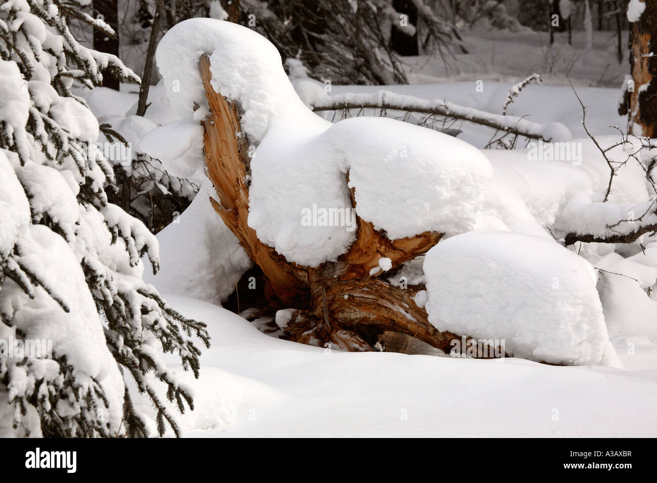 Heavy snowfall canada hi-res stock photography and images - Alamy