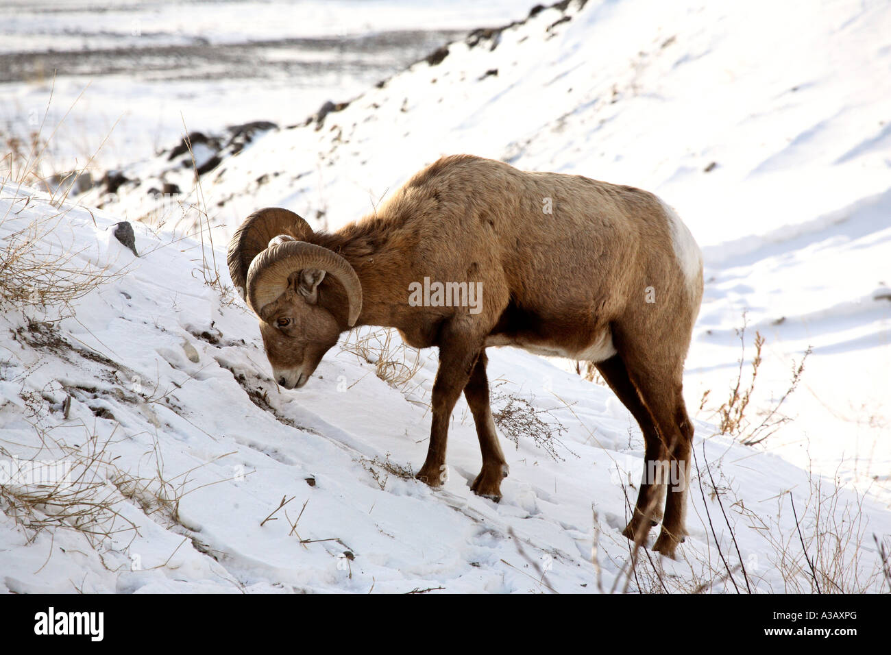 Bighorn Sheep ram in winter Stock Photo - Alamy