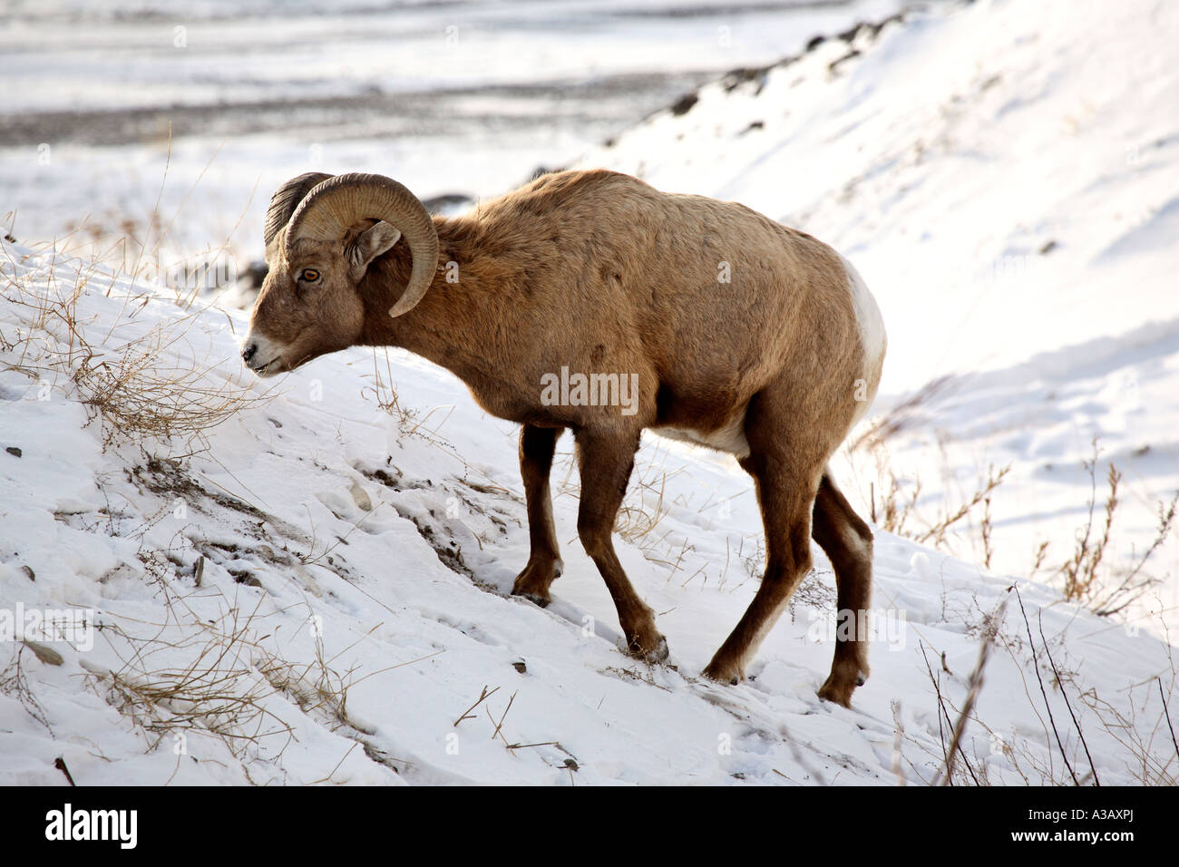 Bighorn Sheep ram in winter Stock Photo - Alamy