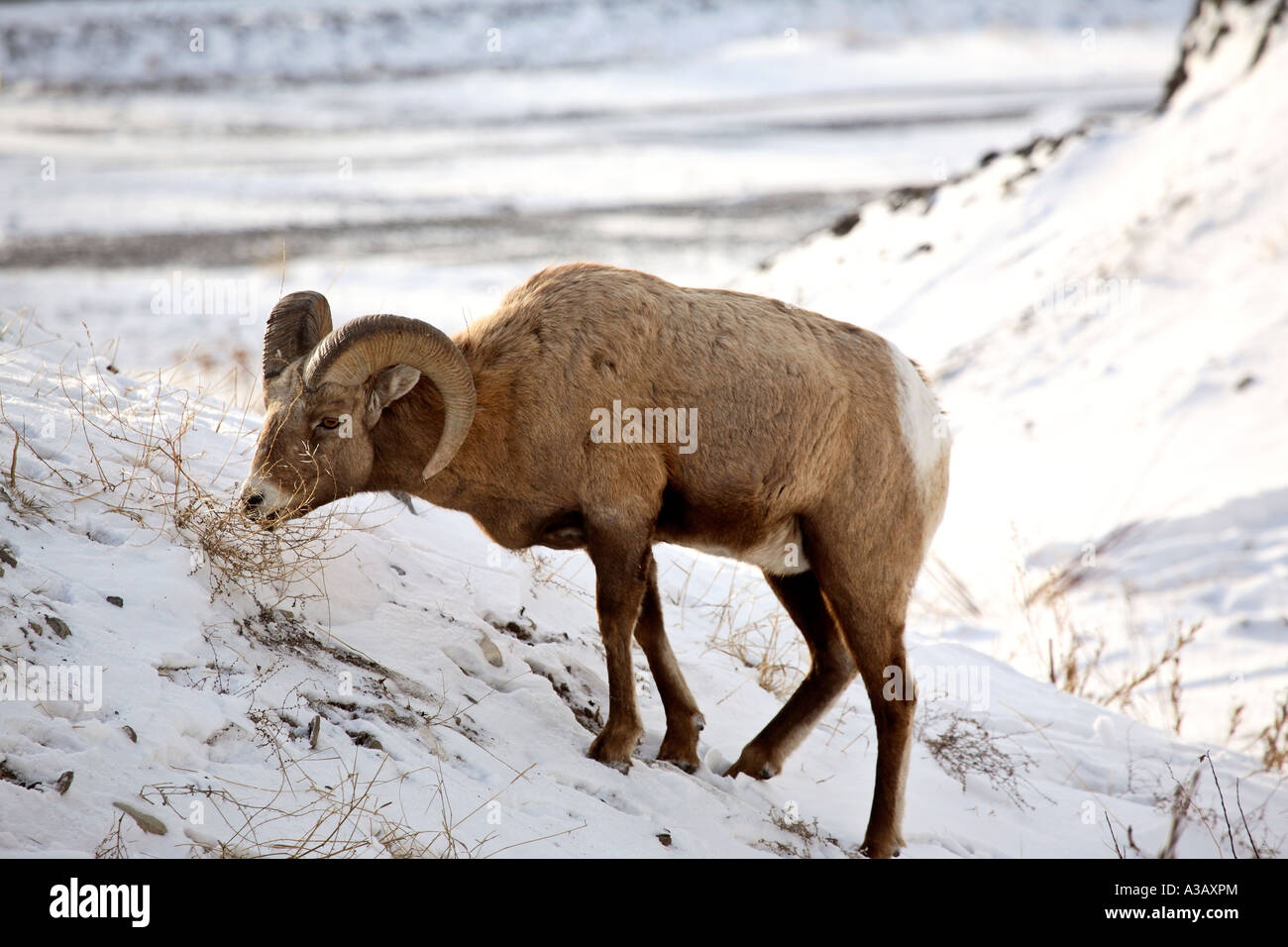 Bighorn Sheep ram in winter Stock Photo - Alamy