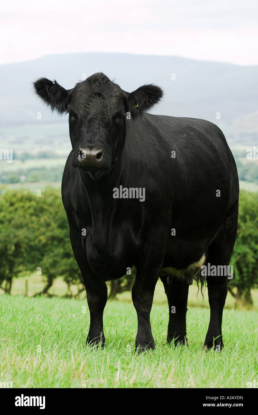 Aberdeen Angus cow in field Stock Photo - Alamy