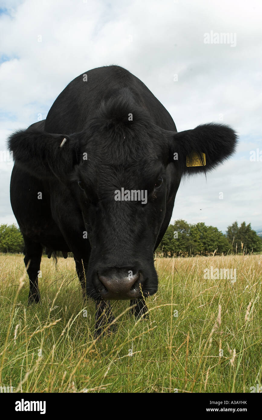 Close up shot of an Aberdeen Angus cows head Stock Photo - Alamy
