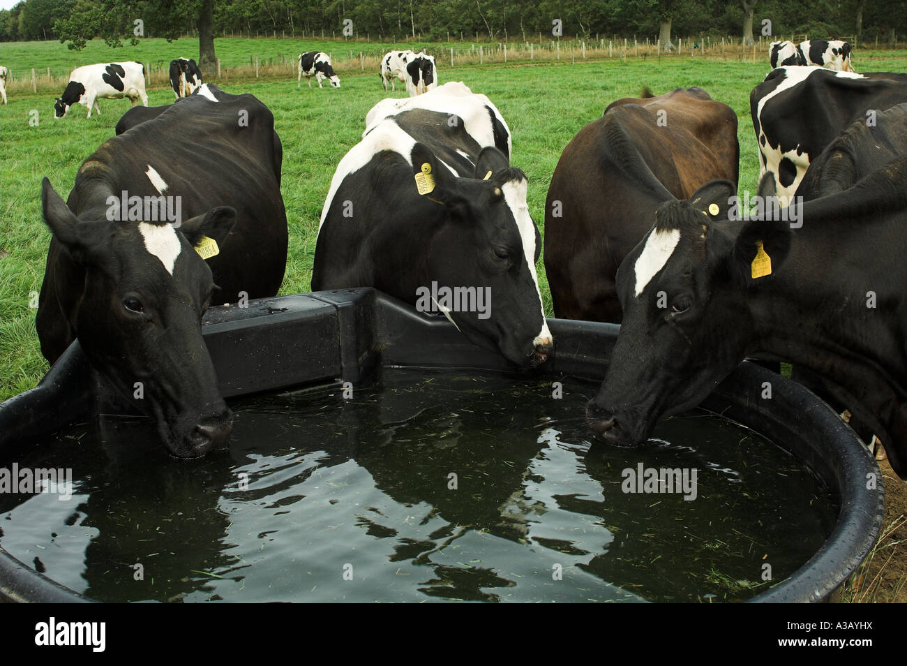 Cattle Drinking From Trough High Resolution Stock Photography and