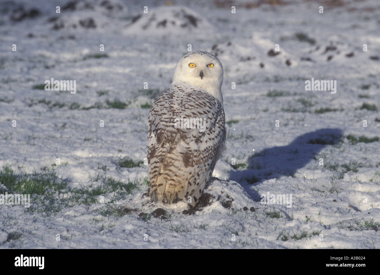SNOWY OWL Nyctea scandiaca Stock Photo - Alamy