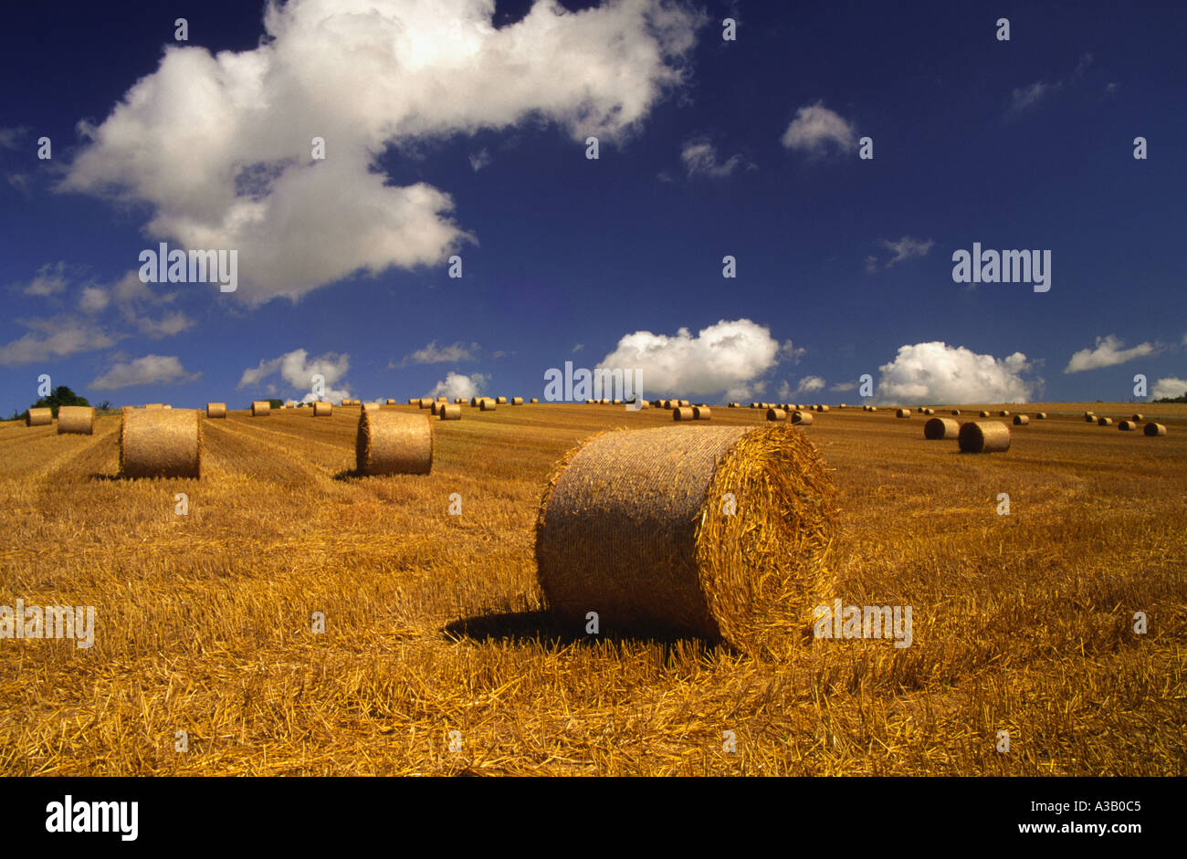 Field of straw bales on a West Sussex farm England UK Stock Photo