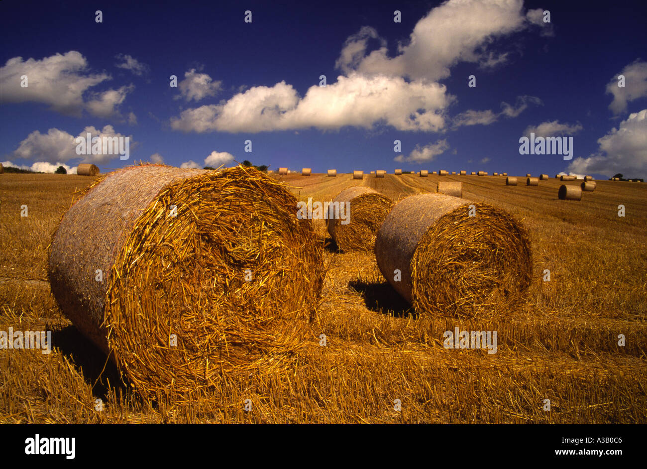 Field of straw bales on a West Sussex farm England UK Stock Photo Alamy