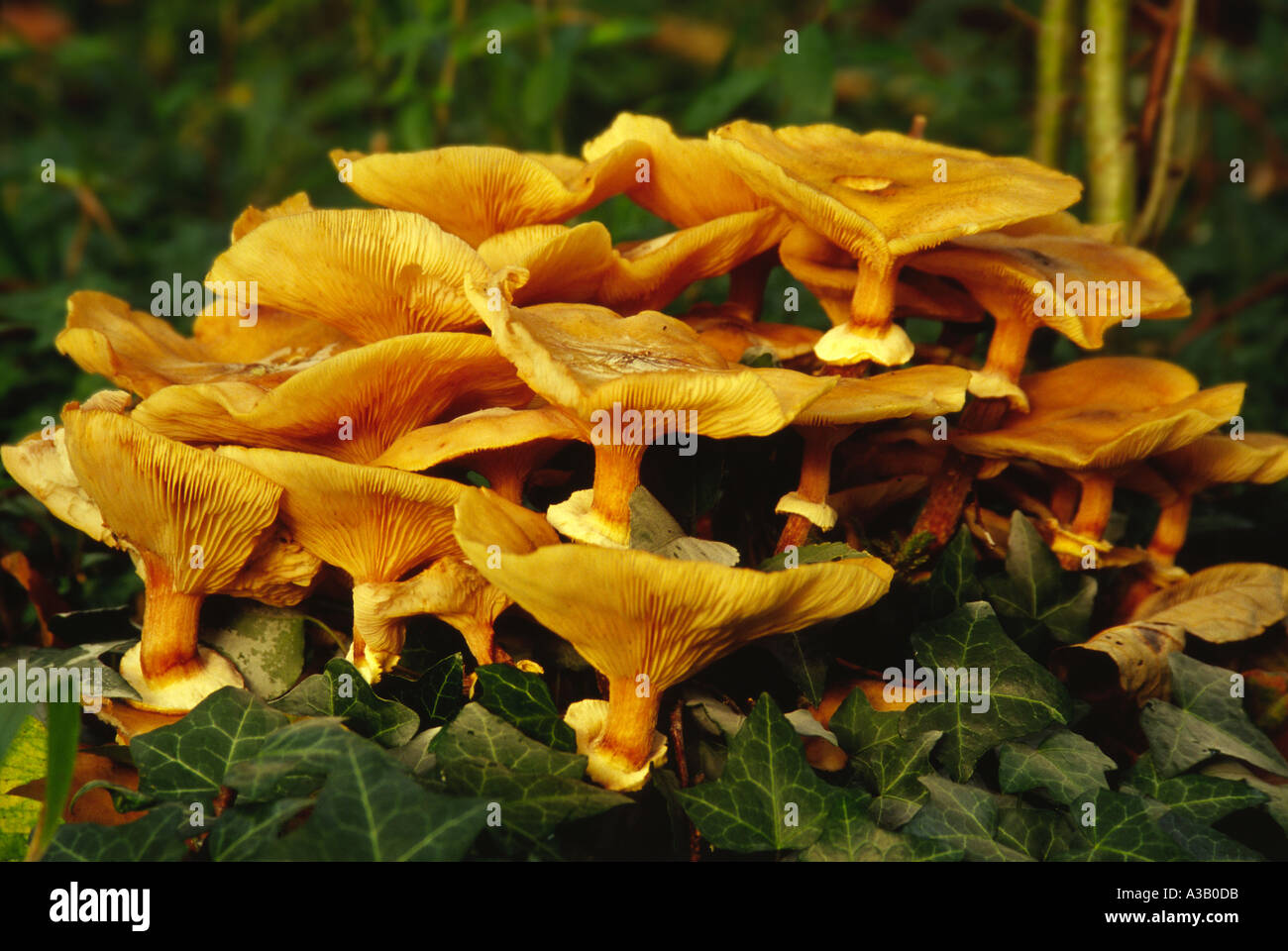 RozitesCaperata Gypsy mushroom Famliy name Cortinarius Ccortinariaceae  Stock Photo