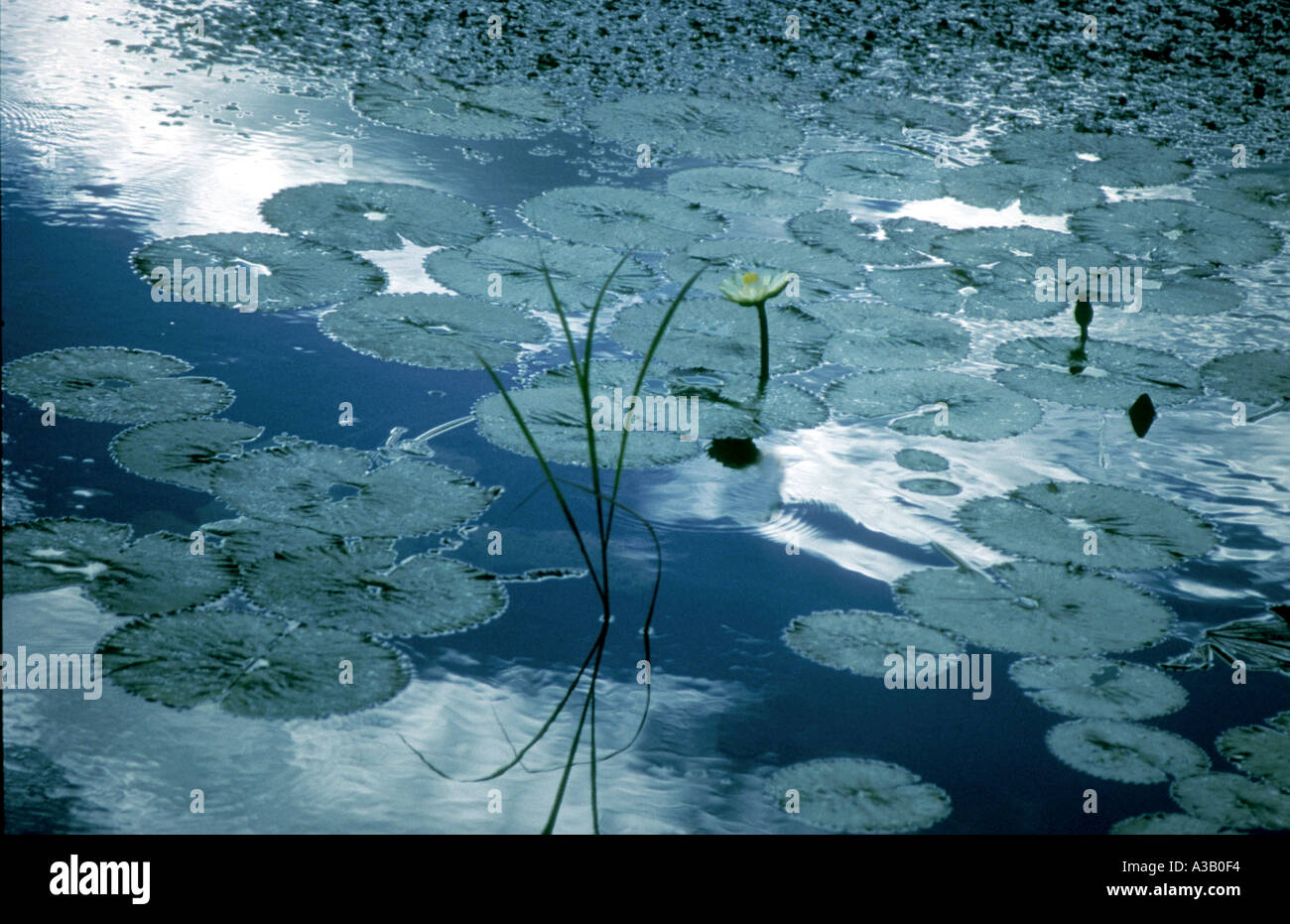 Blue water lily leaves hi-res stock photography and images - Alamy