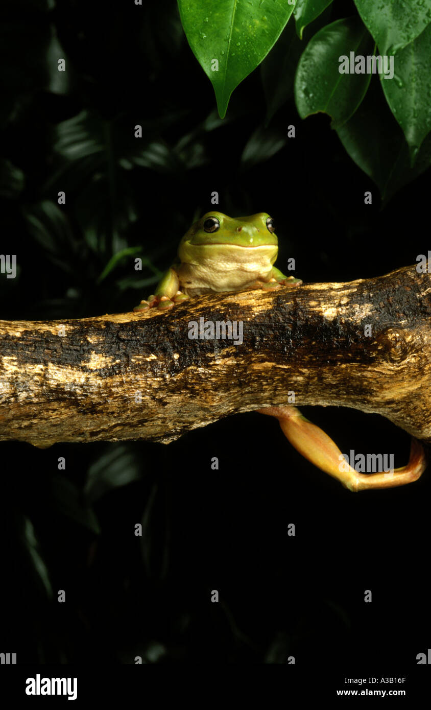 Frog on Log 0405 Stock Photo