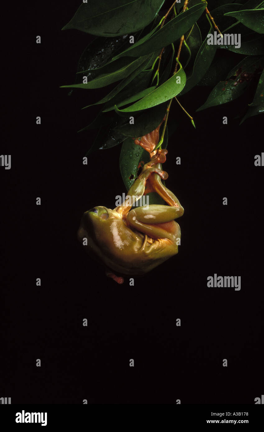 Just Hanging in Frog 0420 Stock Photo - Alamy